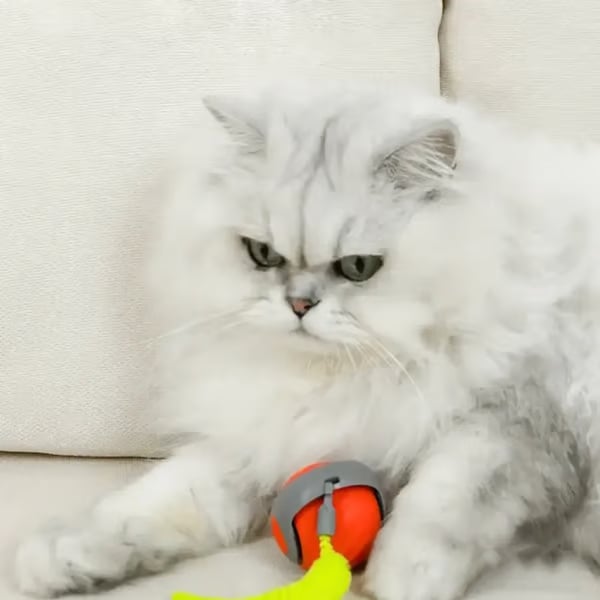 SPEEDY TAIL 2.0🔥Der neue König unter interaktiven Ball-Spielzeugen für Katzen🔥