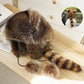 🦝Eltern-Kind-Plüschmütze aus Waschbärschwanzfell