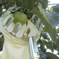 🍎🧺 50% RABATT! Obstpflücker Hauptkorb – Müheloses Ernten von Äpfeln, Birnen & Kirschen ohne Leiter 🌳✨