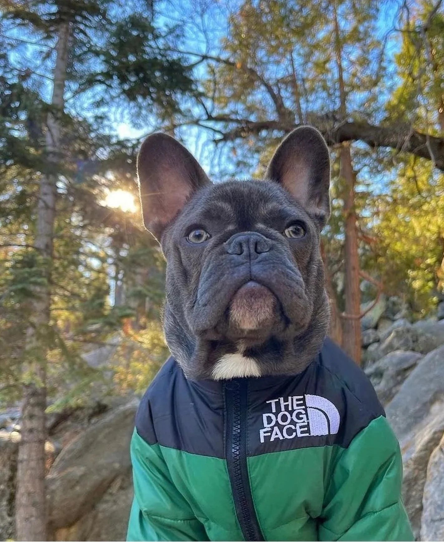 🐕The Dog Face Explorer Designer Hunde-Winter-Pufferjacke