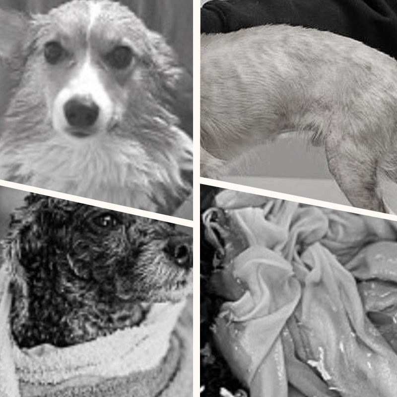 🐕 50% RABATT! 🔥 Weicher, Saugfähiger & Schnelltrocknender Hundebademantel – Kuscheliges Fleece, Verstellbarer Klettverschluss & Ideal Für Nach Dem Baden Oder Spaziergang Im Regen 🌧️