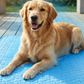 🐶🐱🧊 Sommerangebot! Kühlmatte für Haustiere (ohne Wasser) – Atmungsaktives Oxford-Gewebe, passend für jedes Bett/jede Box