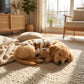 🐶🐱 50 % RABATT 🧸 Mit Plüsch gefütterte Haustierweste, weich und warm, leicht anzuziehen für Hunde und Katzen bei Spaziergängen im Freien ❄️