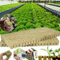 Soilless Cultivation Seedlings