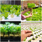 Soilless Cultivation Seedlings